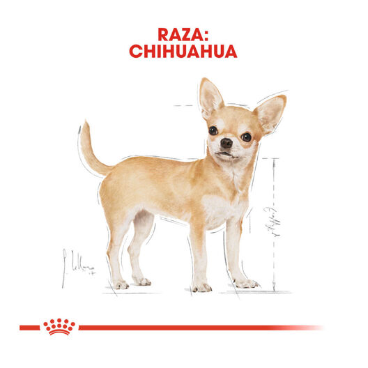 Royal Canin Adult Chihuahua paté en sobre , , large image number null